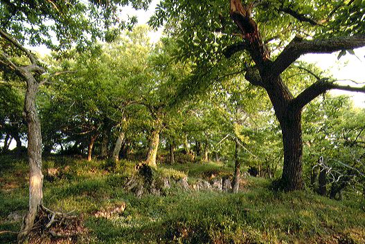 The trees