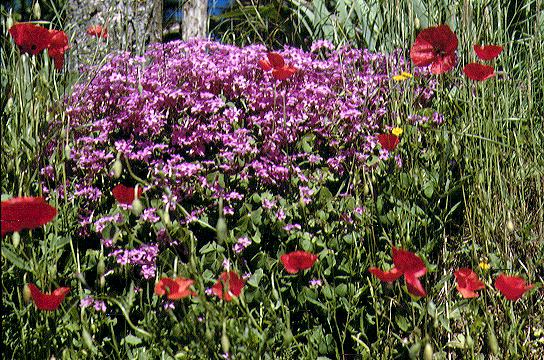 Vistas of flowers