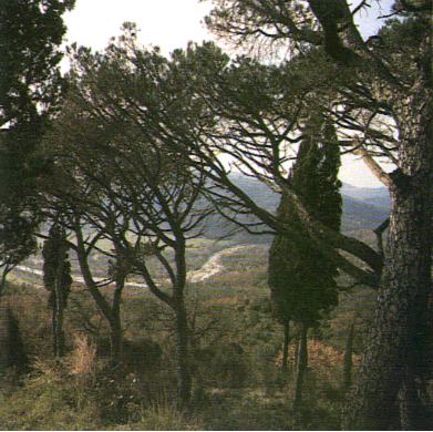 The Cecina river