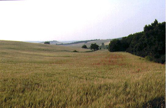 The fields of grain