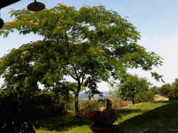 acacia_ombrosa_small_small.jpg (131806 byte)